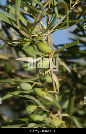 Aceitunas verdes crecen en un olivo en la isla griega de Meganissi. Foto de stock