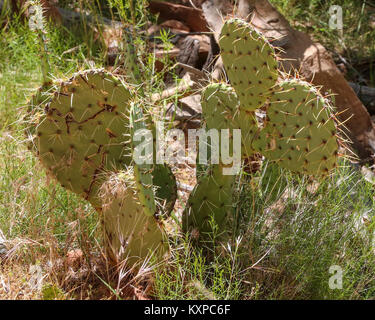 Cactus Pricklypear por la Emerald Pools trail en el Cañón Zion Foto de stock