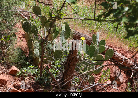 Cactus Pricklypear por la Emerald Pools trail en el Cañón Zion Foto de stock