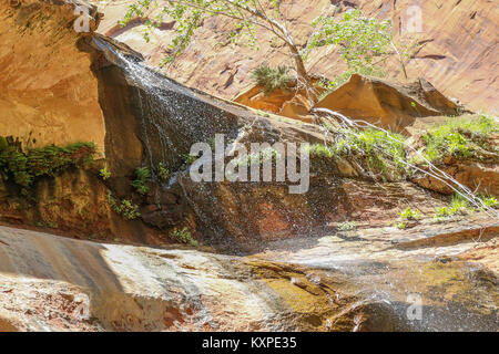 Una pequeña cascada en la Emerald Pools Trail en el Cañón Zion Foto de stock