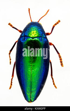 Joya verde africano escarabajo en resina - Kenia Foto de stock