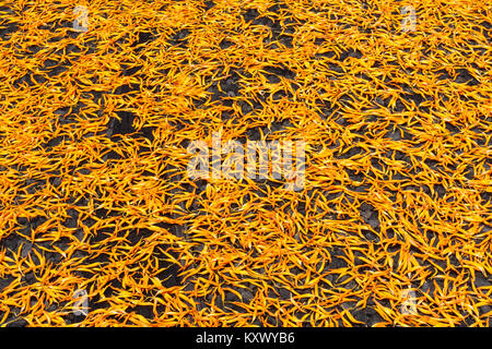 Naranja comestibles desecados (daylily Hemerocallis sp.), aka agujas doradas, flores bud proceso de secado al sol, Chikeshang, Yuli, Hualien County, Taiwán Foto de stock