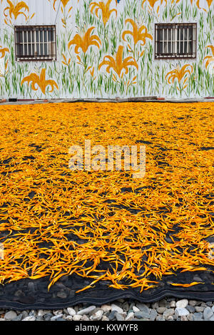 Naranja comestibles desecados (daylily Hemerocallis sp.), aka agujas doradas, flores bud proceso de secado al sol, la pared pintada de casa a fondo, Taiwán Foto de stock