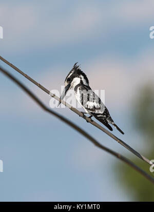 Pied Kingfisher (Ceryle rudis) sentado en una rama en el Parque Nacional Chobe, Botswana Foto de stock