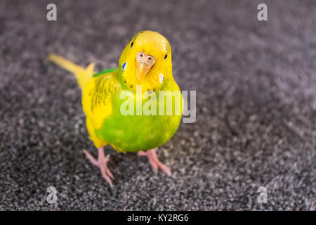 Amarillo y verde perico budgericar sobre una alfombra, mirando hacia la cámara con una bonita expresión Foto de stock