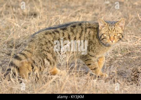 Gato salvaje en el Delta del Danubio en otoño Foto de stock