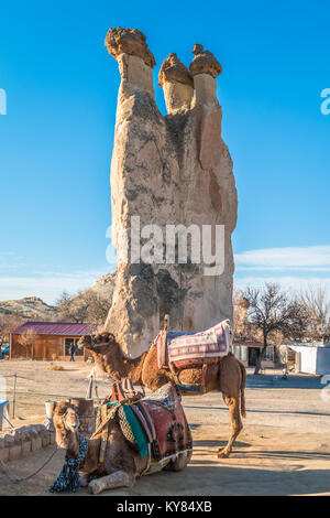 Camellos en Capadocia Turquía Foto de stock