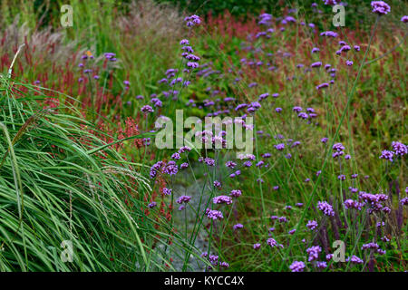 Verbena bonariensis,drift,purple,flor,flores,siembra de pradera,estilo,jardín,jardines,césped,hierbas,persicaria,RM Floral Foto de stock