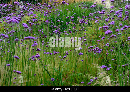 Verbena bonariensis,drift,purple,flor,flores,siembra de pradera,estilo,jardín,jardines florales,RM Foto de stock