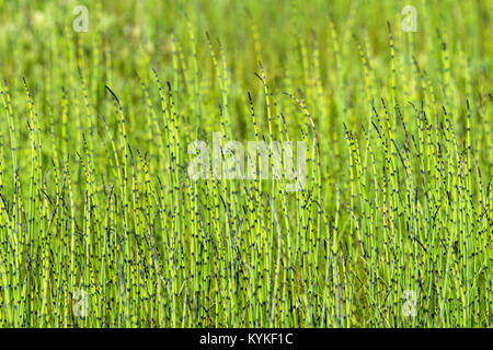 Equiseto o cola de caballo plantas uno al lado del otro en una pradera en el verano en frescos colores verde Foto de stock
