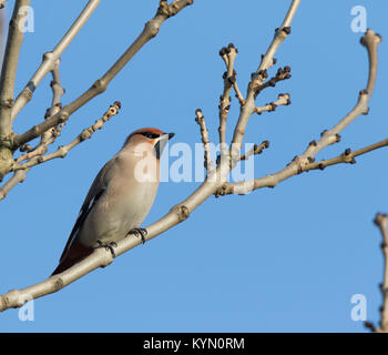 Muy detallada, bajo ángulo cercano de un adulto (waxwing Bombycilla garrulus) encaramado en el árbol deshojado en invierno la luz del sol, contra el cielo azul claro. Foto de stock