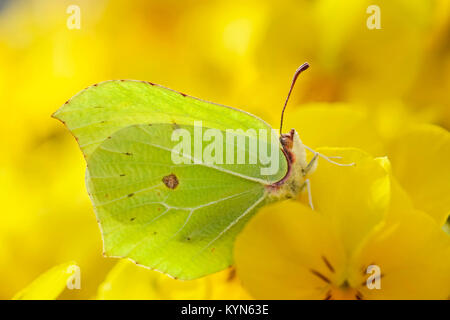 Brimstone Butterfly descansando sobre pansy - Gonepteryx rhamni amarillo
