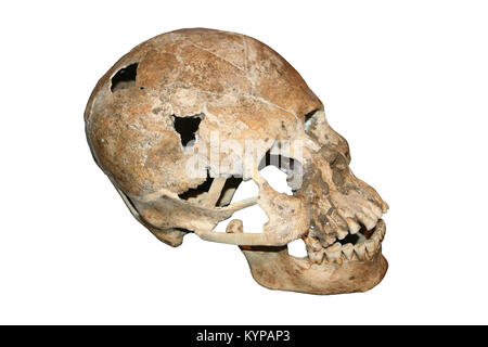 Cráneo alargado de Costa Rica Foto de stock