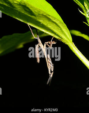 Detalle de una flor, Mantis descansando boca abajo en el follaje, Tabin, Borneo, Sabah, Malasia Foto de stock