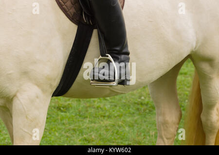 Cierre de cuero botas de montar en estribos en un caballo de pura sangre de color cremello Foto de stock