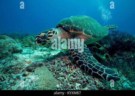 La tortuga carey (Eretmochelys imbricata), Playa del Carmen, la península de Yucatán, México, el Caribe