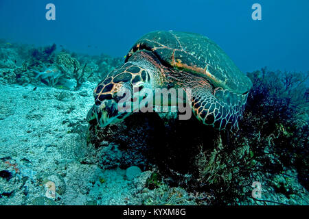 La tortuga carey (Eretmochelys imbricata), Playa del Carmen, la península de Yucatán, México, el Caribe