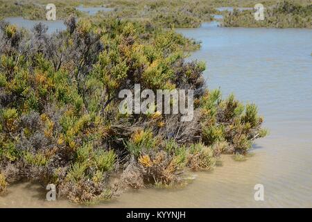 Glaucas glasswort (Arthrocnemum macrostachyum) arbustos parcialmente sumergidos por una marea alta en una laguna costera, Sotavento, Fuerteventura, Islas Canarias. Foto de stock