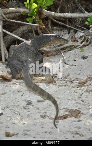 El lagarto monitor de agua caminando sobre la arena en la isla de Tioman, Malasia, Asia Foto de stock
