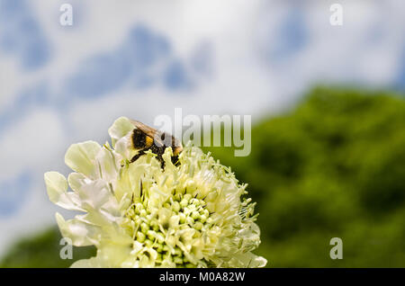 Buff tailed de abejorros (Bombus terrestris) cubierto de granos de polen de una flor scabious gigante, Nottingham, Reino Unido. Foto de stock