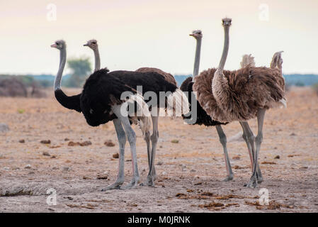 El avestruz (Struthio camelus), grupo con hembras y machos, Nxai-Pan National Park, el distrito de Ngamiland, Botswana Foto de stock