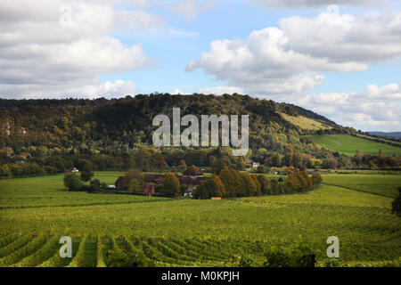 Denbies Wine Estate en otoño cerca de Dorking, Surrey, Inglaterra, Gran Bretaña