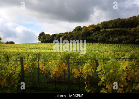 Denbies Wine Estate en otoño cerca de Dorking, Surrey, Inglaterra, Gran Bretaña