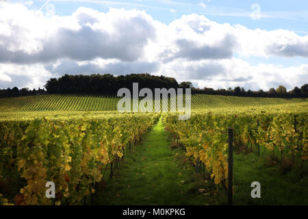 Denbies Wine Estate en otoño cerca de Dorking, Surrey, Inglaterra, Gran Bretaña