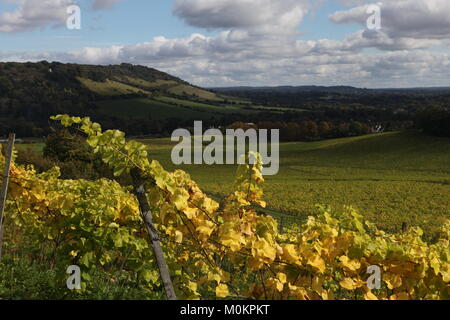 Denbies Wine Estate en otoño cerca de Dorking, Surrey, Inglaterra, Gran Bretaña