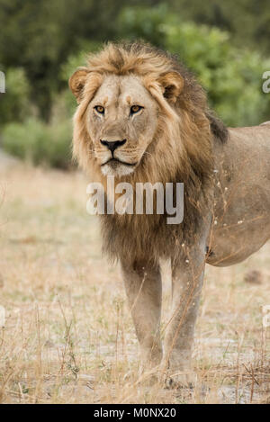 León (Panthera leo),macho, el Parque Nacional Chobe, distrito de Chobe, Botswana