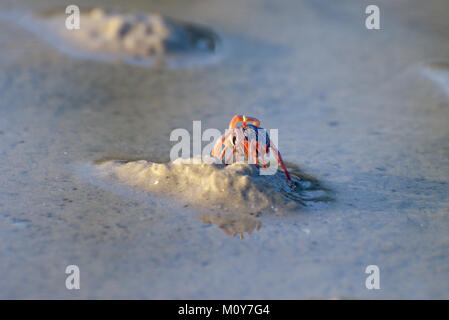 El cangrejo en la arena mojada Foto de stock