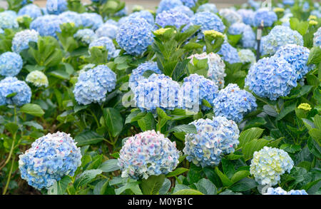 Close-up de hortensias con cientos de flores todas las colinas en la  hermosa mañana de invierno para ver Fotografía de stock - Alamy