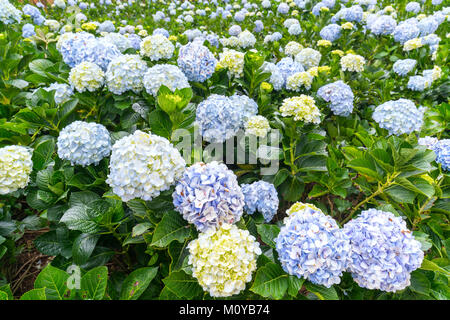 Close-up de hortensias con cientos de flores todas las colinas en la  hermosa mañana de invierno para ver Fotografía de stock - Alamy