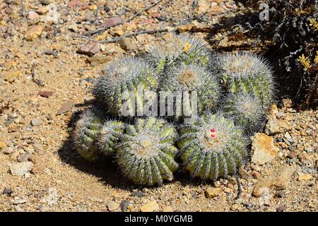 (Cactus Copiapoa cinerascens),el Parque Nacional Pan de Azúcar, cerca de Chañaral, Región de Atacama, Chile Foto de stock