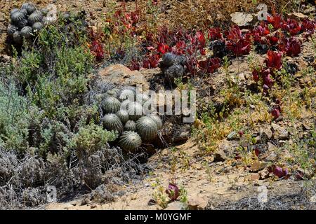 La vegetación con cactus (Copiapoa cinerascens),el Parque Nacional Pan de Azúcar, cerca de Chañaral, Región de Atacama, Chile Foto de stock