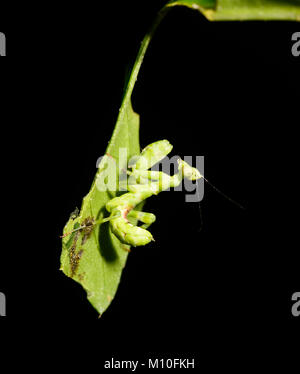 Flor de Mantis (Creobroter sp.), Reserva de Fauna Silvestre Tabin, cerca de Lahad Datu, Sabah, Borneo, Malasia Foto de stock