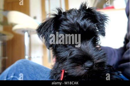 Schnauzer miniatura cachorro. Negro lindo perrito en diferentes poses. Foto de stock