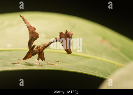 Una pequeña hoja de menores imitan Acanthops mantis (sp) de la selva amazónica. Foto de stock