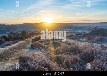 Paisaje de mañana helada en el New Forest con amanecer y poni corriendo, enero Foto de stock