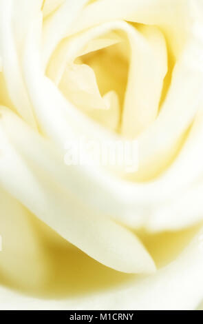 Rosa de jardín, blossom detalle | Rose, Bluetendetail Foto de stock