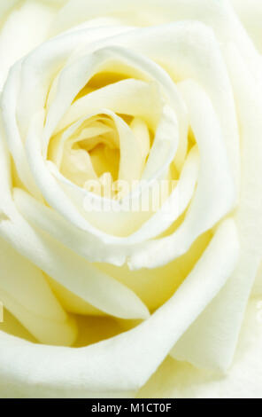 Rosa de jardín, blossom detalle | Rose, Bluetendetail Foto de stock