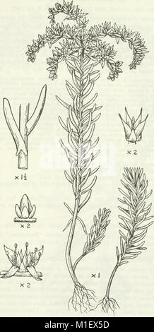 Una cuenta del género Sedum, tal y como se encuentran en cultivo (1967) (16769234361)