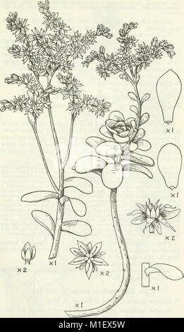 Una cuenta del género Sedum, tal y como se encuentran en cultivo (1967) (16148099494)