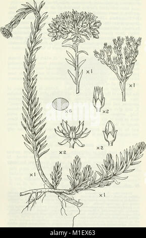 Una cuenta del género Sedum, tal y como se encuentran en cultivo (1967) (16582853088)