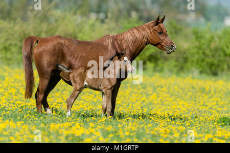 Caballos árabes de pura raza. Yegua castaña con bay foal de pie sobre una pastura de floración. Alemania Foto de stock