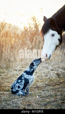 Amistad: Pintabian Animal y joven perro de raza mixta interactuando. Alemania