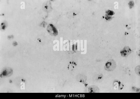 Plasmodium Vivax Trofozoitos Revel En Una Microfotograf A Imagen Cortes A De Los Centros