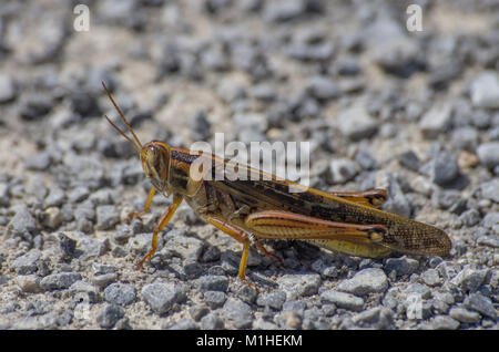 American Bird Grasshopper en grava Foto de stock