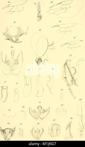 Annalen des Naturhistorischen museos en Wien (1906) (18201477341) Foto de stock