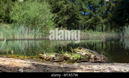 Ranas verdes (Rana esculenta) sentados en madera en un lago, Burgenland, Austria